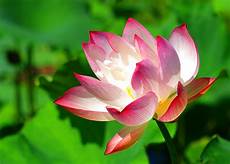 fior di loto significato fiore di loto significato simbologia e linguaggio fior di loto significato fiore di loto significato simbologia e linguaggio