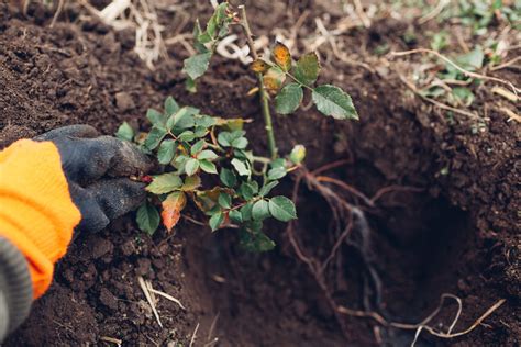 Fall Rose Care: 7 Fall Jobs For Big Summer Blooms