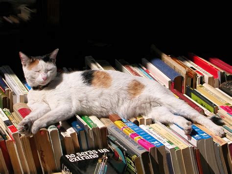 Top Cat Books