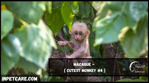9 Cutest Monkey Breeds (With Pictures)