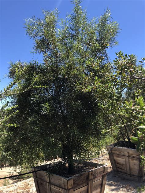 Buy Rhus lancea (Low Branch) (African Sumac) | Bidscape