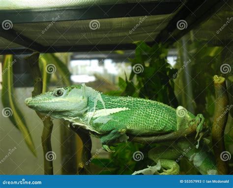 Cuban Knight Anole stock image. Image of yellow, agressive - 55357993