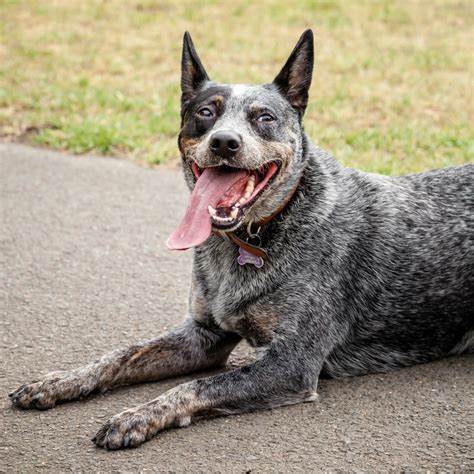 Blue Heeler Breed Information and Photos | ThriftyFun