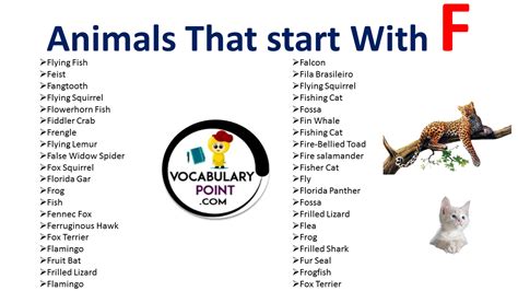 Names of Animals Start with F Archives - Vocabulary Point