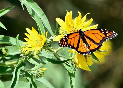 Yellow Monarch Butterfly