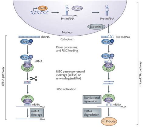 RNA Interference 的图像结果