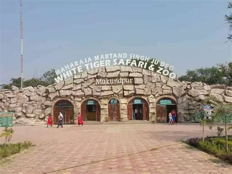 mp gets approval for white tiger breeding center will open in ...