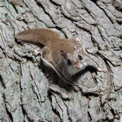 Flying Squirrel - Covenant Wildlife