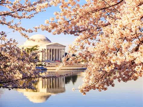 Bing Wallpaper Cherry Blossom 的图像结果