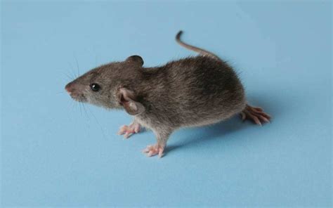 这么可爱的小老鼠_哔哩哔哩_bilibili