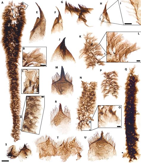 Alien Fossils 的图像结果