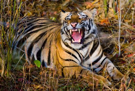 Different Types Of Tigers Found In The World - species of tigers in the world