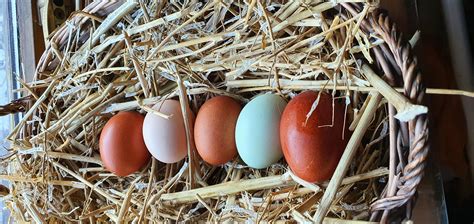 Rhode Island Red Hatching Eggs for sale in UK