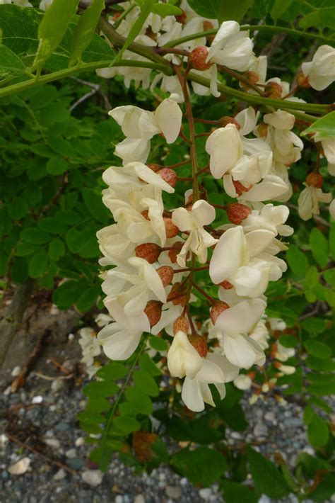 Wild Harvests: Black Locust flowers