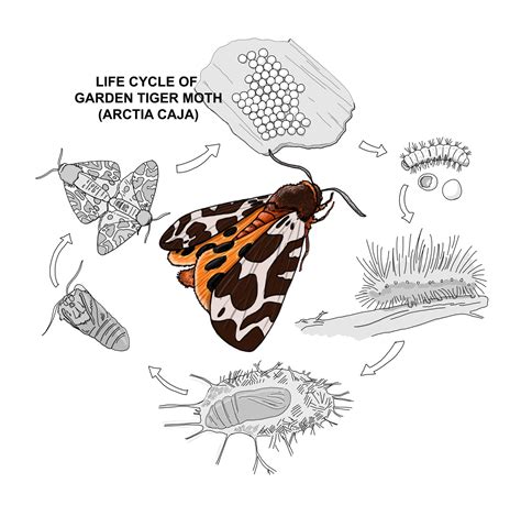 Buck Moth Life Cycle at Robert Scalia blog