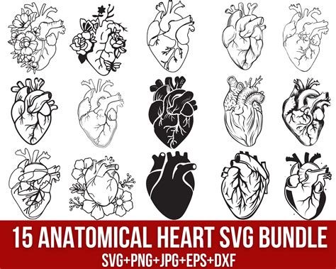 Anatomically Correct Heart Stencil