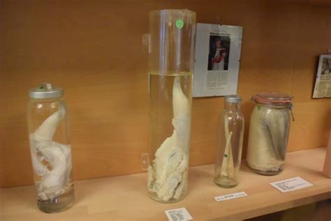 Iceland's Penis Museum (The Icelandic Phallological Museum) - Mags On ...
