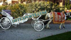 Wedding Horse Costumes