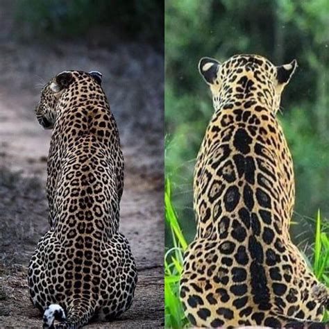 Leopard And Jaguar