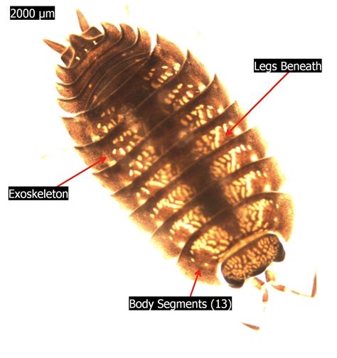 What's an Exoskeleton? - C.S.W.D