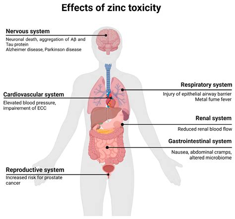 Effects Of Zinc Overdose