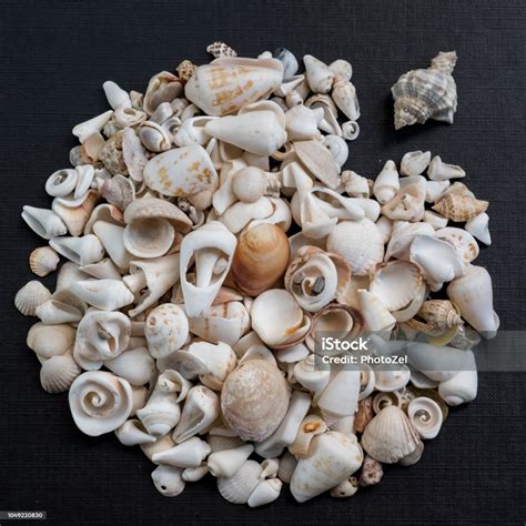 Image result for Shell Shapes
