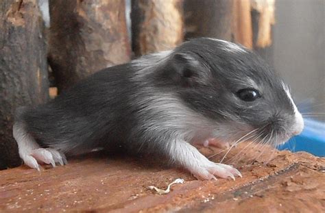 Gerbil Pictures – Rodent Zone