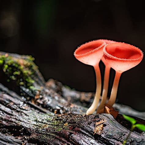 The Biodiversity of Microhabitats: A World Beneath Our Feet