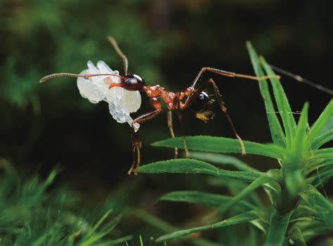 常见蚂蚁VS.奇葩蚂蚁 | 中国国家地理网
