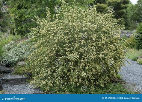 Coyote Brush Baccharis Pilularis, Shrub with Whitish-yellow Flowers ...
