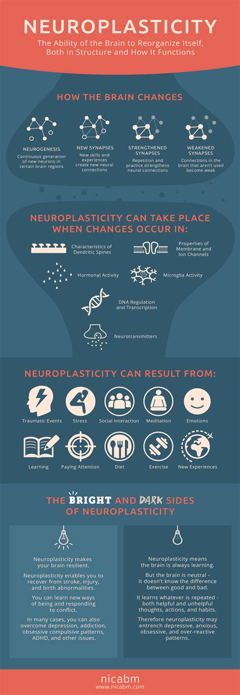 How Does Neuroplasticity Work