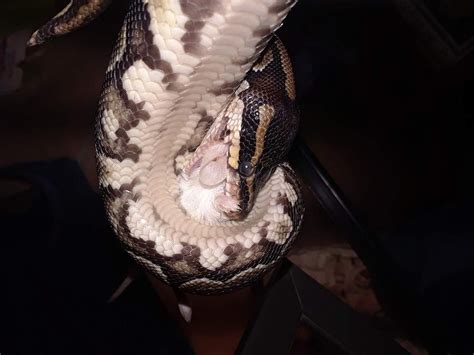 Image result for Ball Python Eating Chicken