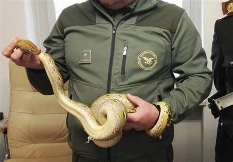 Beamte beschlagnahmen Netzpython von Burggräflerin - UnserTirol24