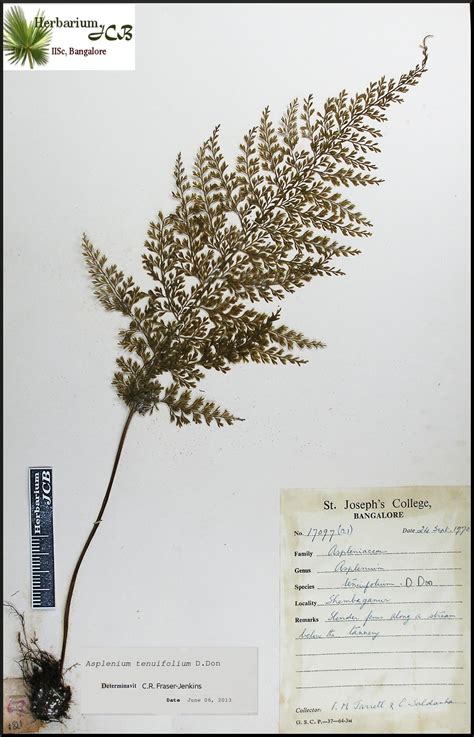 Herbarium JCB