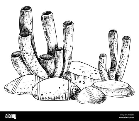 Underwater tube Corals and Seabed. Hand drawn vector underwater ...