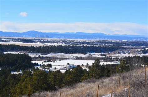 Neon Burst™ Dogwood - Plant Guide