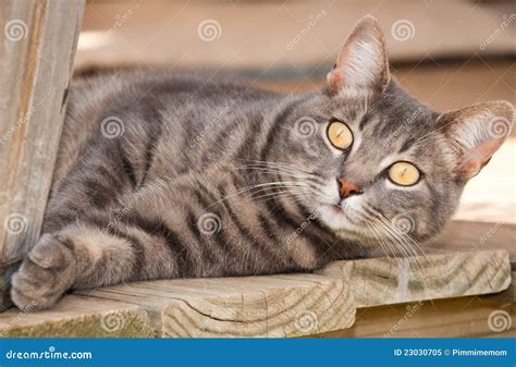 Blue Tabby Cat with Striking Yellow Eyes Stock Image - Image of tongue ...