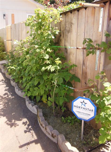 Image result for How to Build Raspberry Trellis