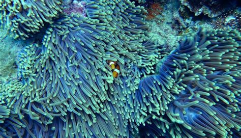 Great Barrier Reef Facts for Children | Twinkl Teaching Wiki