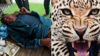बिजनौर में गुलदार का आतंक: खेत में काम कर रहे किसान को किया जख्मी ...