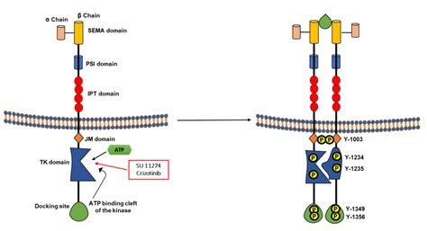 RTK Inhibitors in Melanoma: From Bench to Bedside