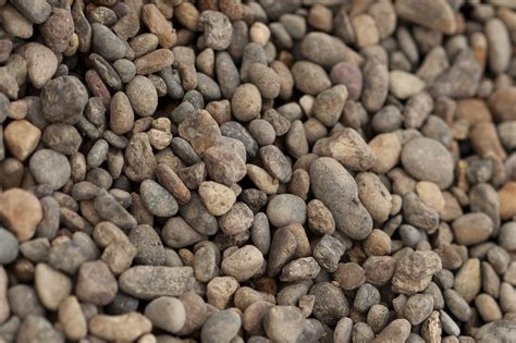 Can Fleas Live In Pea Gravel at Sean Murdoch blog