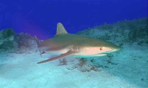 Caribbean Reef Shark Pictures - AZ Animals