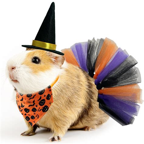 Animals In Cute Costumes