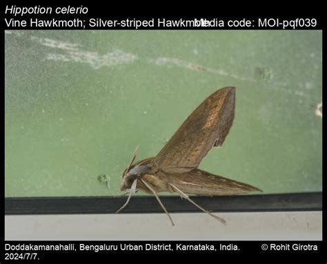Hippotion celerio | Moths