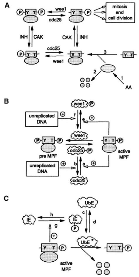 Quantitative Analysis of Cellular Metabolic Dissipative, Self-Organized ...