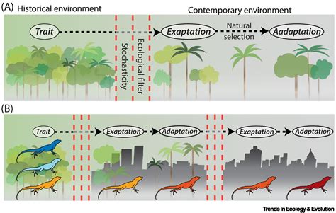 Urban evolutionary ecology brings exaptation back into focus: Trends in ...