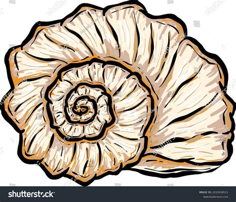 Image result for Biro Drawing Shell