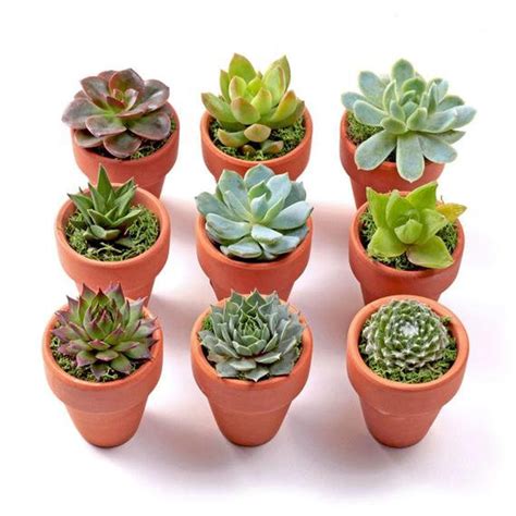Mini Succulent Planted Pots | Etsy | Mini succulent plants, Succulents ...