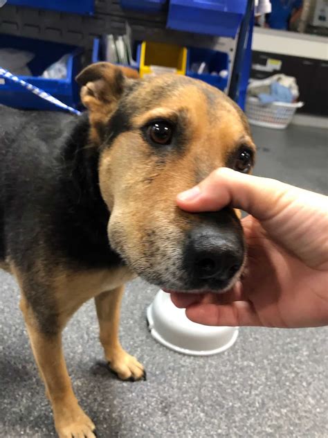 A Guide To Snake Bites On Dogs - Signs, Symptoms & Treatment